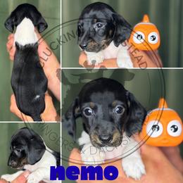 Nemo - Piebald male Dachshund puppy in Fond Du Lac, Wisconsin from Clucking Homestead Springers & Dachshunds