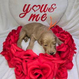 Alex - Cream male Goldendoodle puppy in Georgetown, Tennessee from Georgetown Designer & Purebred Puppies