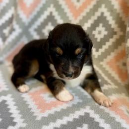 Iris - Black tri-color female Australian Shepherd puppy in Clover, South Carolina from Jo’s Aussies