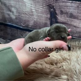 No collar - Gray female Cane Corso puppy in Fritch, Texas from Carrie Brown's Cane Corsos