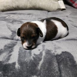 Bullet - Piebald male Dachshund puppy in Piqua, Ohio from Happy Tails Doxie's