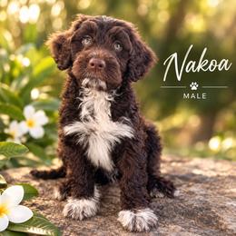 Nakoa - Red & white male Toy Australian Shepherd puppy in Honolulu, Hawaii from Liana’s Toy Aussies