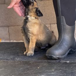 Boy 1 - Belgian Malinois puppy from Maricopa Malinois (SERIOUS INQUIRIES ONLY)