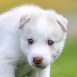 Siberian Husky Puppies from Lilbearshuskies