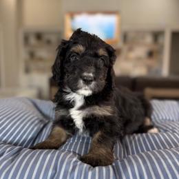 Magenta Collar - Tri-color female Bernedoodle puppy in Indiahoma, Oklahoma from Farm Fresh Doodles