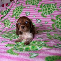 Susie - Piebald female Dachshund puppy in Lake City, Florida from My Ditzy Doxies of Florida