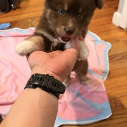 Pomsky Puppies from White Horse Pomsky's