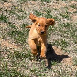 Golden Retriever puppies from High Country Golden Retrievers