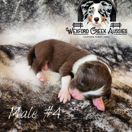Boy 4 - Red tri-color male Australian Shepherd puppy in Harpers Ferry, Iowa from Wexford Creek Aussies, LLC