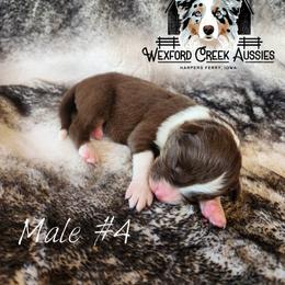 Boy 4 - Red tri-color male Australian Shepherd puppy in Harpers Ferry, Iowa from Wexford Creek Aussies, LLC