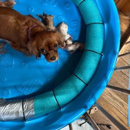 Holly - Cavalier King Charles Spaniel