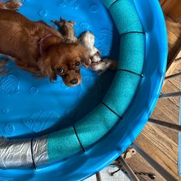 Holly - Cavalier King Charles Spaniel