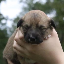 Cedar (Fluffy) - Sable and white male American Corgi puppy in Fayetteville, Arkansas from Intergalactic Corgis