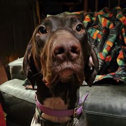 RIO - German Shorthaired Pointer
