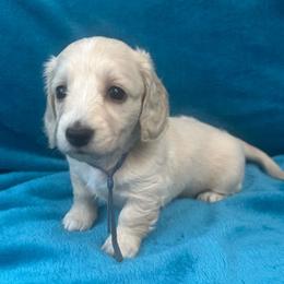 Cassatt (PRA Clear) - Cream female Dachshund puppy in Memphis, Tennessee from River City Doxies