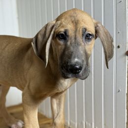 Fred - Fawn male Great Dane puppy in Hutchinson, Kansas from Dappled Danes