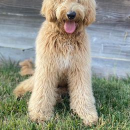 Belle - Australian Labradoodle