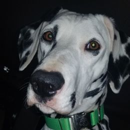 Stella - Dalmatian