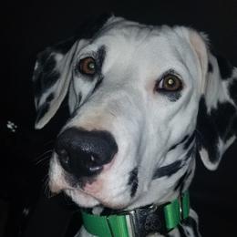 Stella - Dalmatian