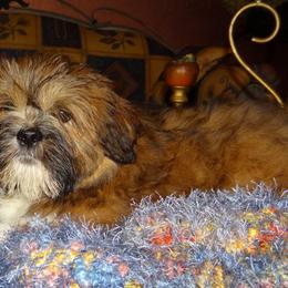 AKC ZAIDAN - Red gold male Lhasa Apso puppy in Fort Washington, Maryland from GyanGanj Lhasa Apso