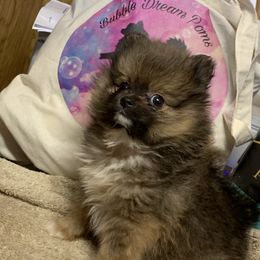 Pomeranian Puppies from BD Poms