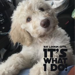 Goldendoodle Puppies from First Mountain Doodles