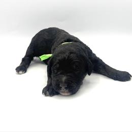Anchor - Phantom male Bernedoodle puppy in Pulaski, Tennessee from Doodle My Heart