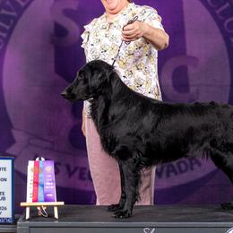 Milan - Flat-Coated Retriever