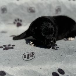 Tweety - Black tri-color female Australian Shepherd puppy in Laotto, Indiana from Circle B working Aussies