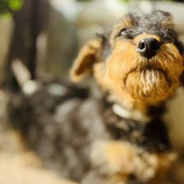 Boy 1 - Airedale Terrier puppy from Aim High Airedales & German Shorthaired Pointers