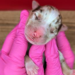 Quinn4Girl2- RMF,NBT,AKC,OFAs,Genetics - Red merle female Australian Shepherd puppy in South Hill, Virginia from Silverside Aussies LLC