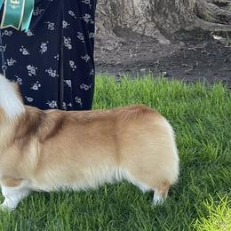 Bentley - Pembroke Welsh Corgi
