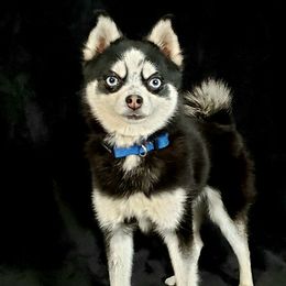 Niko - Pomsky