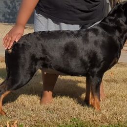 Solara - Rottweiler