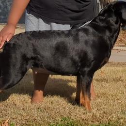 Solara - Rottweiler