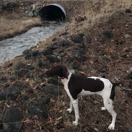 German Shorthaired Pointers from North Kidder Pups