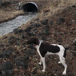 German Shorthaired Pointers from North Kidder Pups