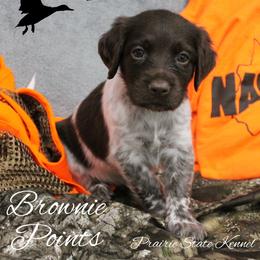 Brownie Points - Brown and white female Kleine Munsterlander puppy in New Lenox, Illinois from Prairie State Kennel