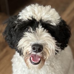 Snoopy - Goldendoodle