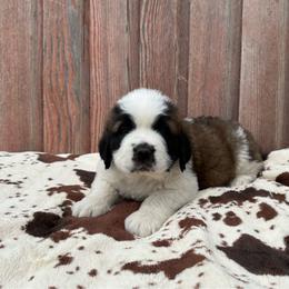 White collar female - Brown and white female Saint Bernard puppy in Milroy, Minnesota from Shoen Saint Bernards