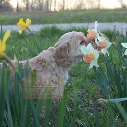 Goldendoodle Puppies from Kaosfarm Goldendoodles