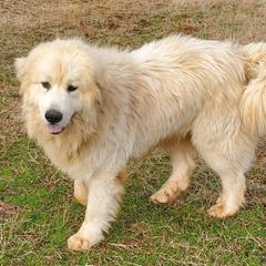 Roger - Great Pyrenees