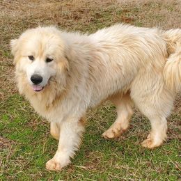 Roger - Great Pyrenees
