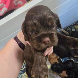 Brown collar - Brown and white male Cocker Spaniel puppy in South Milwaukee, Wisconsin from South East Wisconsin cocker spaniels