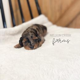 Opal - Merle female Maltipoo puppy in Huntsville, Texas from Nelson Creek Farms