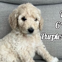 Purple Puppy - Cream Labradoodle puppy in Kingman, Arizona from The Dood Ranch