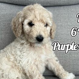 Purple Puppy - Cream Labradoodle puppy in Kingman, Arizona from The Dood Ranch