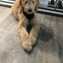 Goldendoodle and Sheepadoodle Puppies from The Farms Precious Doodles