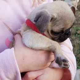 Pug Puppies from My princess pugs