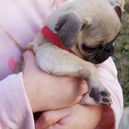 Pug Puppies from My princess pugs